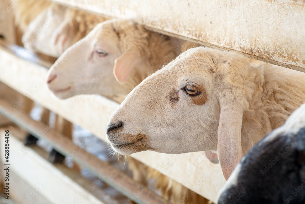 Many Sheep in the farm. Head of white Sheep in the stall. Sheep wait eating grass from traveler. Many Sheep in the farm. Head of white Sheep in the stall. Sheep wait eating grass from traveler.
