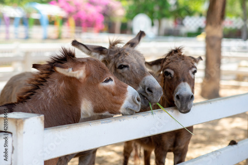 Three Horse or donkey in the farm. Head of Triple brown Horse or donkey in the stall. Horse or donkey devouring grass from traveler. Pet love triangle concept. Love third party concept.