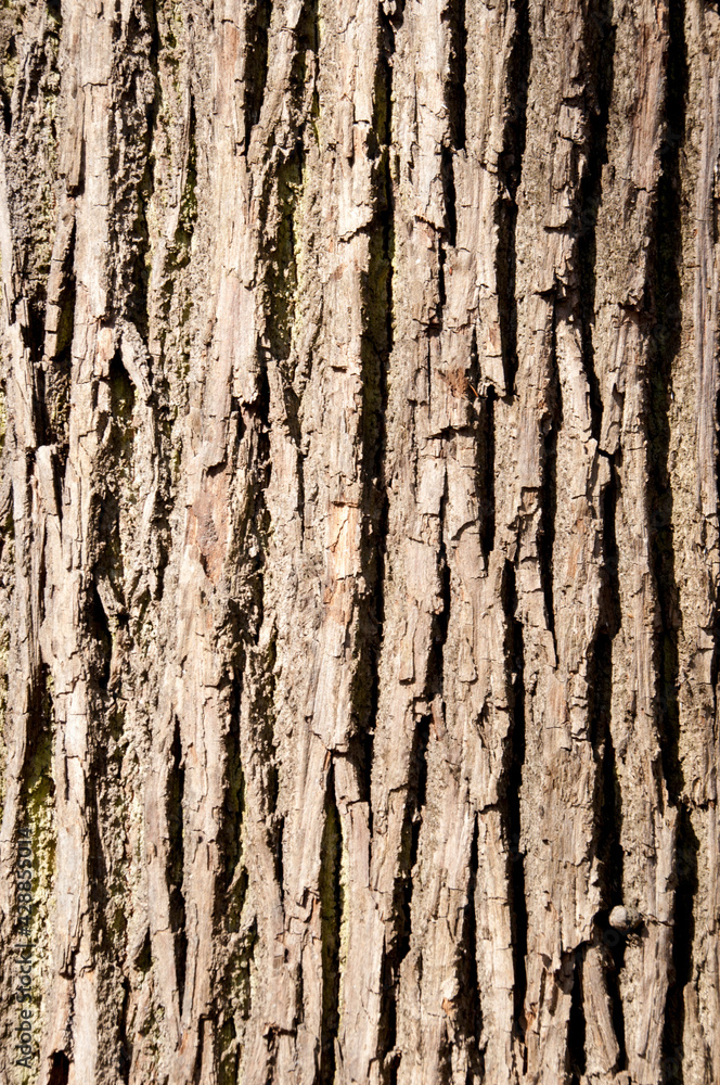 Background, bokeh. Close-up of the bark of an old gray tree Background, bokeh. Close-up of the bark of an old gray tree