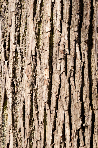 Background, bokeh. Close-up of the bark of an old gray tree