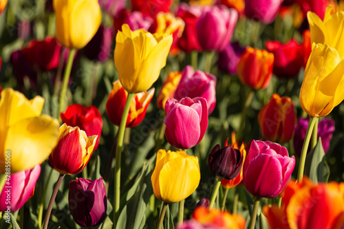 Tulips. Colored bright background with multi-colored tulips on a sunny day. Shallow depth of field.