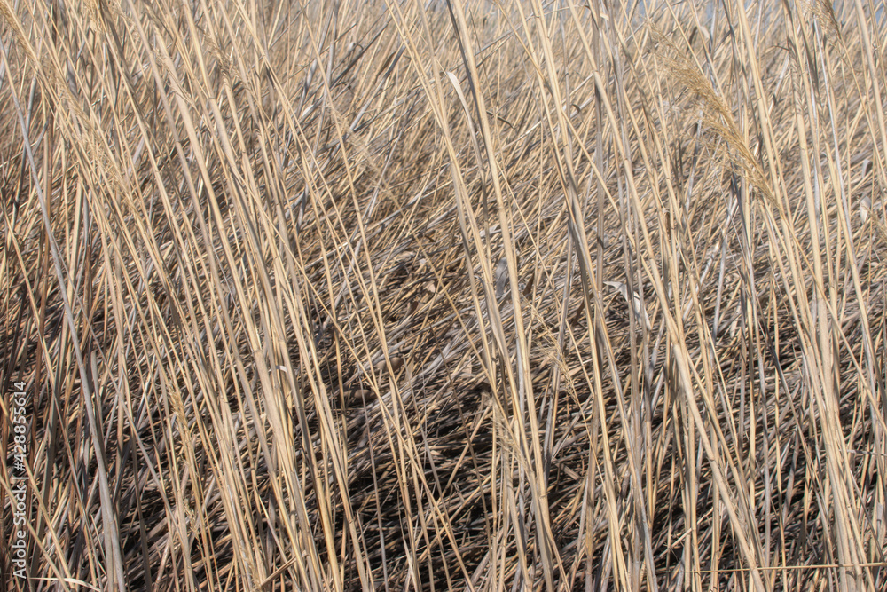 background texture of a field sown with cereal crops background texture of a field sown with cereal crops