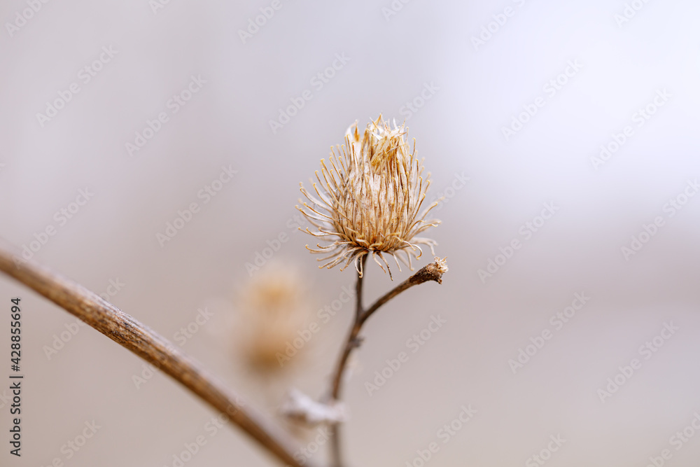 Dry flower of a thistle close up. Macro photo of nature in brown colors. Dry flower of a thistle close up. Macro photo of nature in brown colors.
