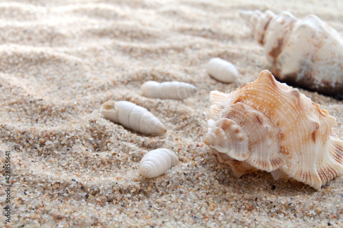 Seashells with sand as a background. Collection of seashells. The exotic sea shell. Treasure from the sea