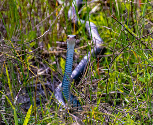 Garden Snake Looking Straight