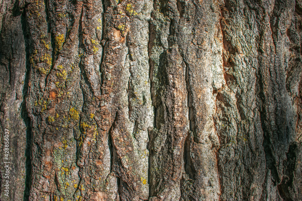 Obraz premium background texture of the trunk of a large tree in the forest