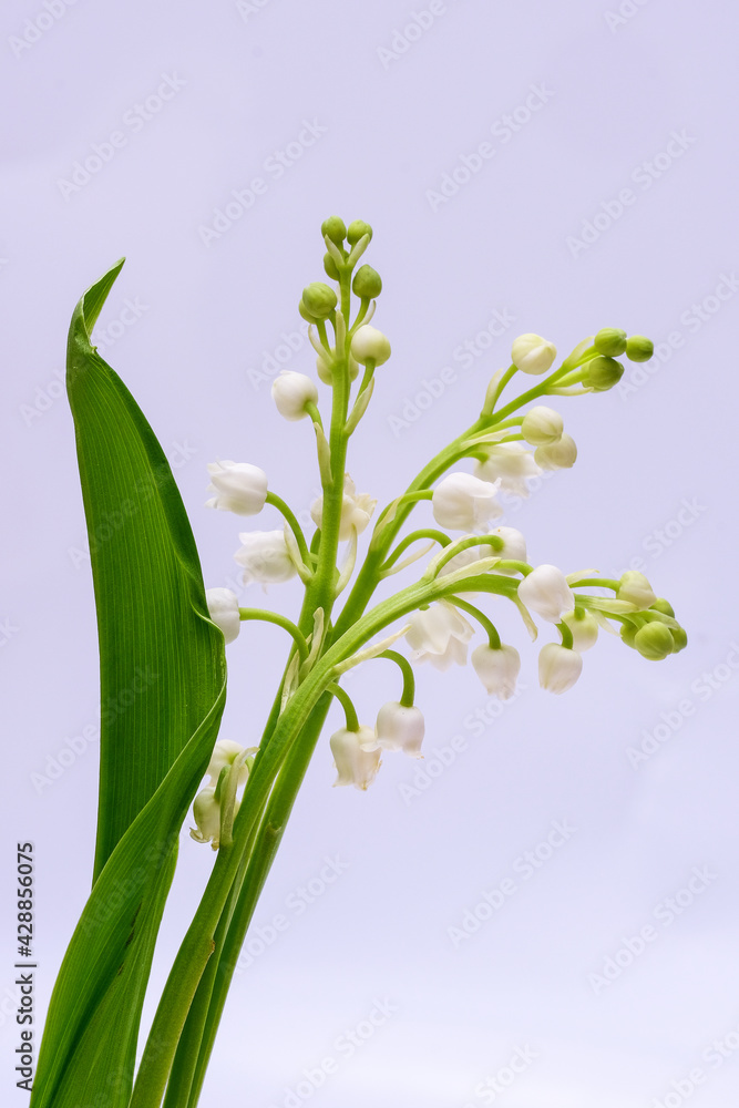 Obraz premium A sprig of white lilies of the valley with green leaves close-up on a gray background. Macro photo. Photo for poster, interior design