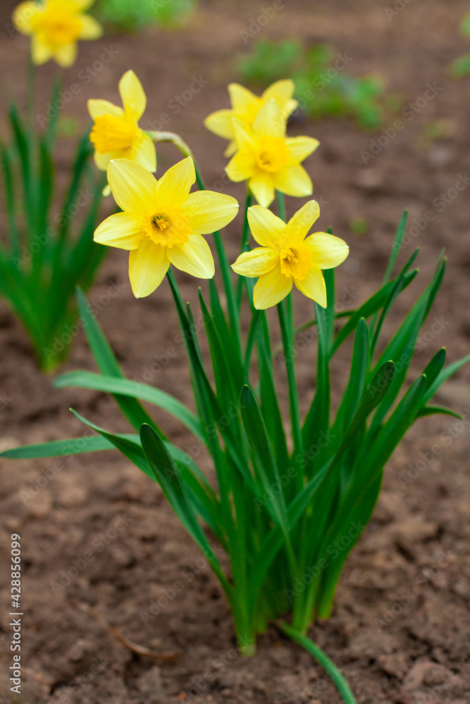 Obraz premium Yellow daffodil flower growing outdoors in the ground 