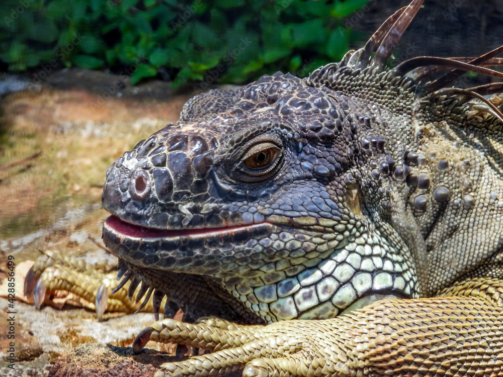 Fototapeta premium Iguana head close up