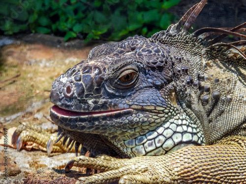 Iguana head close up