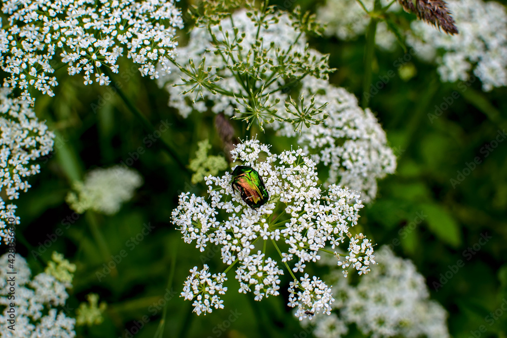 Beetle golden bronzovka on a flowering plant runny. Beetle golden bronzovka on a flowering plant runny.