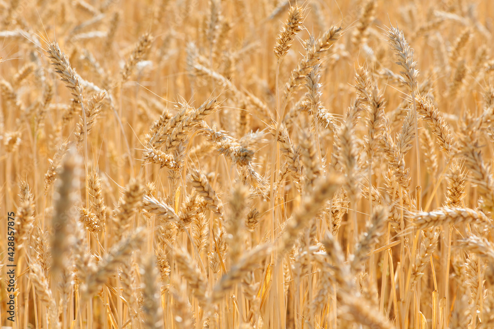 Ripe large golden ears of wheat against the yellow background of the field. Close-up, nature. The idea of a rich summer harvest, farming, agricultural industry for food. Spot focus on spikelet Ripe large golden ears of wheat against the yellow background of the field. Close-up, nature. The idea of a rich summer harvest, farming, agricultural industry for food. Spot focus on spikelet