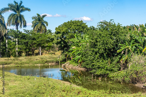 Cuba tropical landscape with lush vegetation