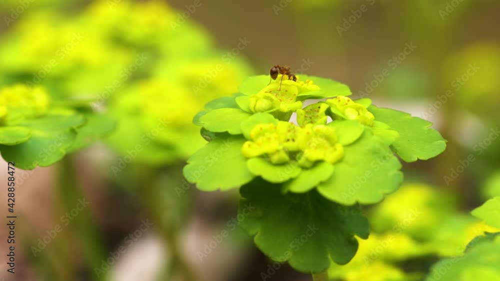 Bloom of alternate-leaved golden-saxifrage growing by a brook and moved by wind, with red ant. Close up, dolly right. Bloom of alternate-leaved golden-saxifrage growing by a brook and moved by wind, with red ant. Close up, dolly right.