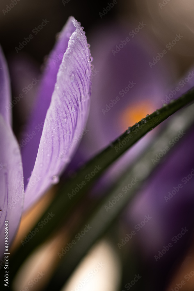 macro of crocus petal with dew macro of crocus petal with dew