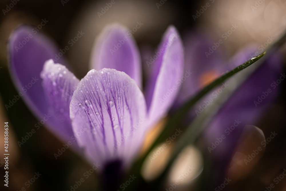 macro of crocus with dew macro of crocus with dew