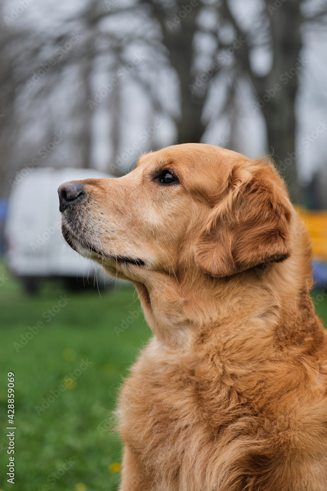 Portrait of bright red golden retriever close-up. Friendly friendly large fluffy hunting dog. Walk with retriever in the fresh air in park against background of green grass.