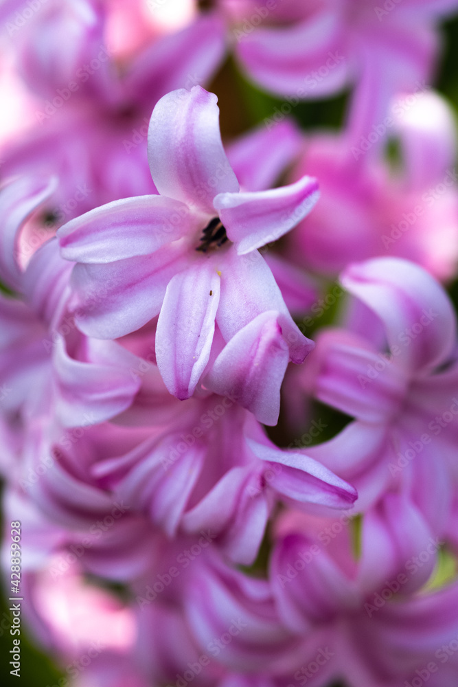 Macro of Common Hyacinth