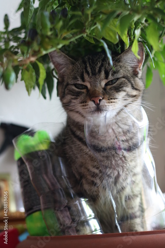 tabby cat sitting in a flower pot
