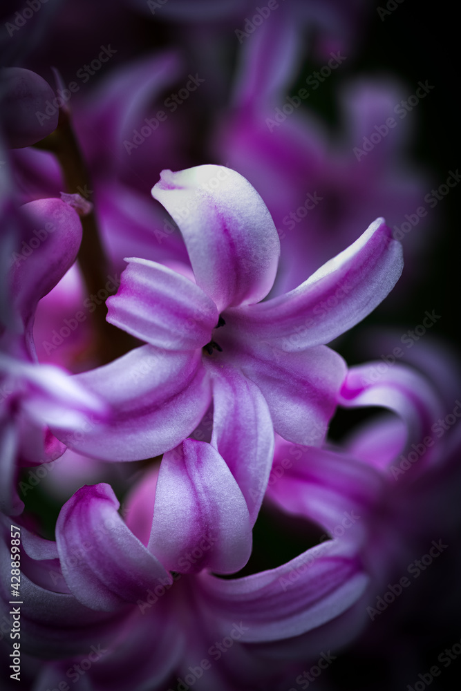 Macro of Common Hyacinth