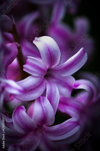 Macro of Common Hyacinth © AGrandemange