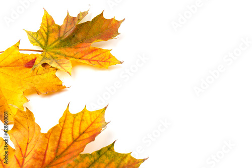 Autumn maple leaf close-up on white background. rich color background