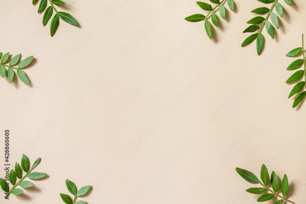 Green leaves on sail Champagne trend background. Frame for text of fresh leaves, minimalism style. Eco nature concept. Top view flat lay. Copy space.