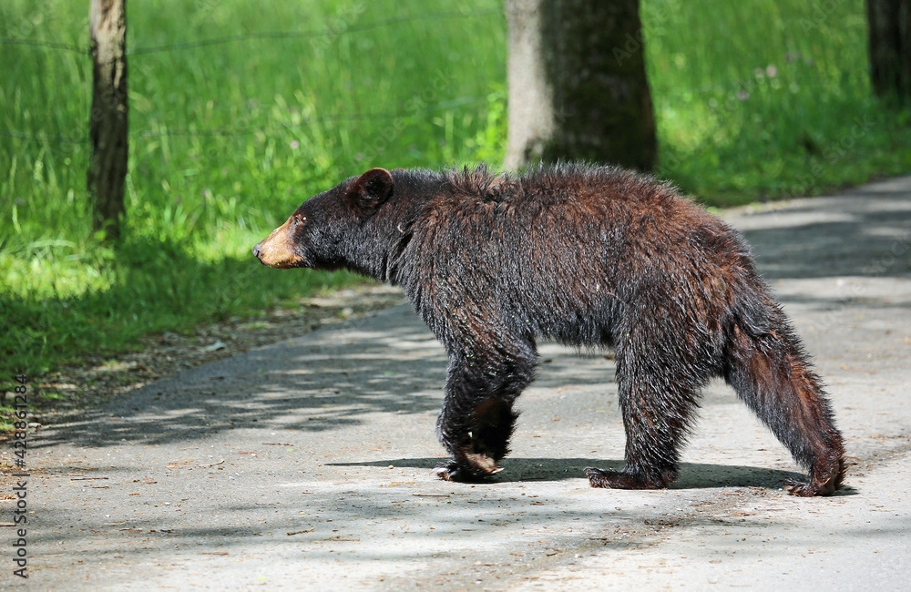 Fototapeta premium Black bear crossing the road , Tennessee