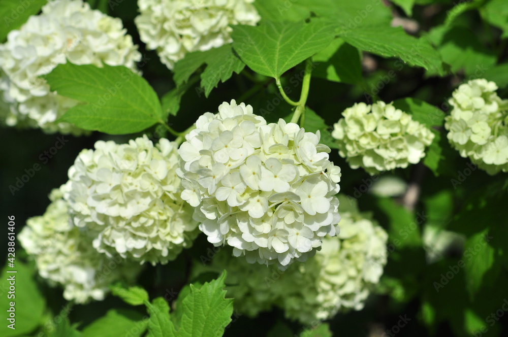 A large bush blooming white Viburnum opulus or guelder rose in the botanical garden. A large bush blooming white Viburnum opulus or guelder rose in the botanical garden.