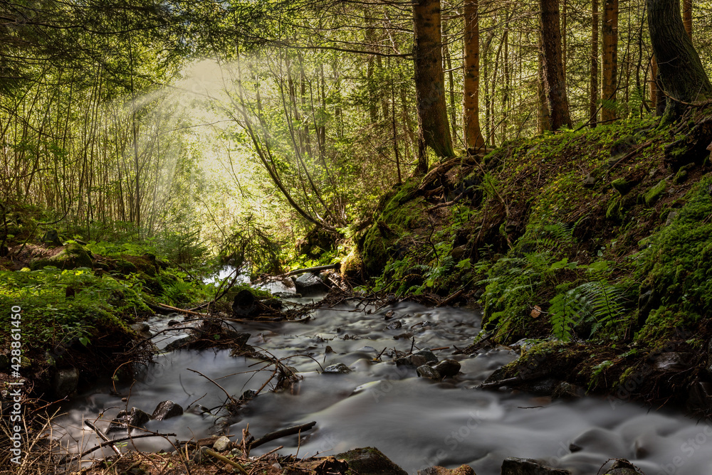 Obraz premium river in the forest
