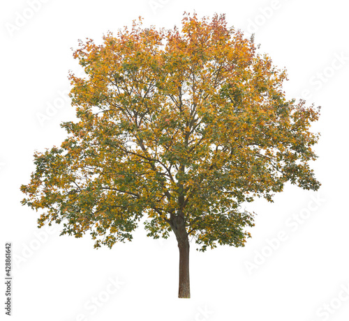 Acer nigrum, black maple, a species of maple closely related to A. Saccharum. Tree isolated on white background