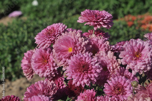 dark pink chrysanthemum with dew drops on the petals