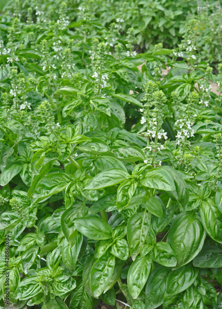 Sweet basil or Genoese basil strong plants with juicy green leaves growing in the garden Sweet basil or Genoese basil strong plants with juicy green leaves growing in the garden