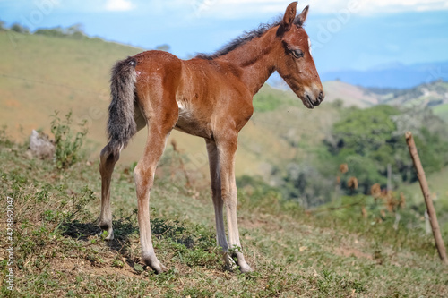 Pequeno cavalo criação