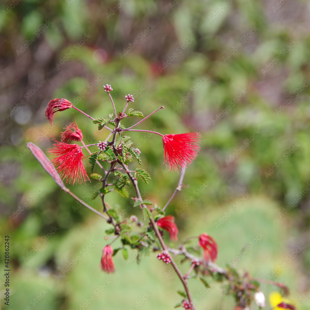 Fototapeta premium Flowers of a red mimosa tree Albizia julibrissin