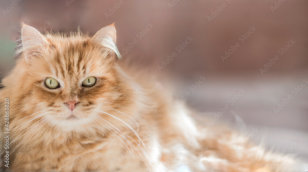 selective blur of beautiful cat lying in the sun and looking with its green eyes. cat with a lot of hair.