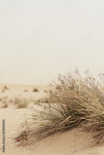 Vertical photo of desert vegetation. Plants growing in a wild sandy desert