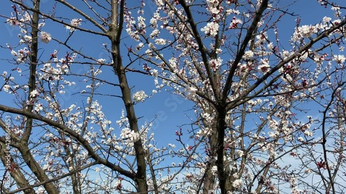 The camera moves through the crown of a blossoming tree photo