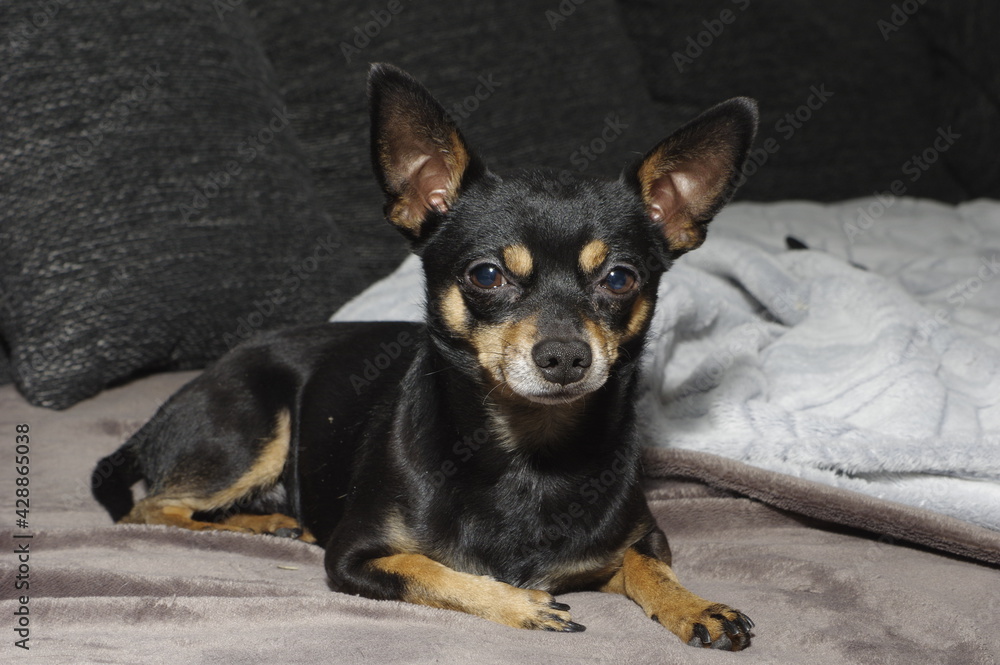 Ein Chihuahua Hund liegt auf einem Sofa und schaut in die Kamera