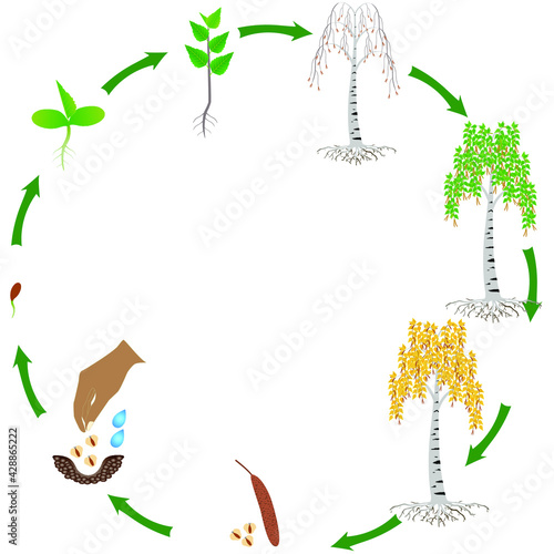 Life cycle of a birch plant on a white background.