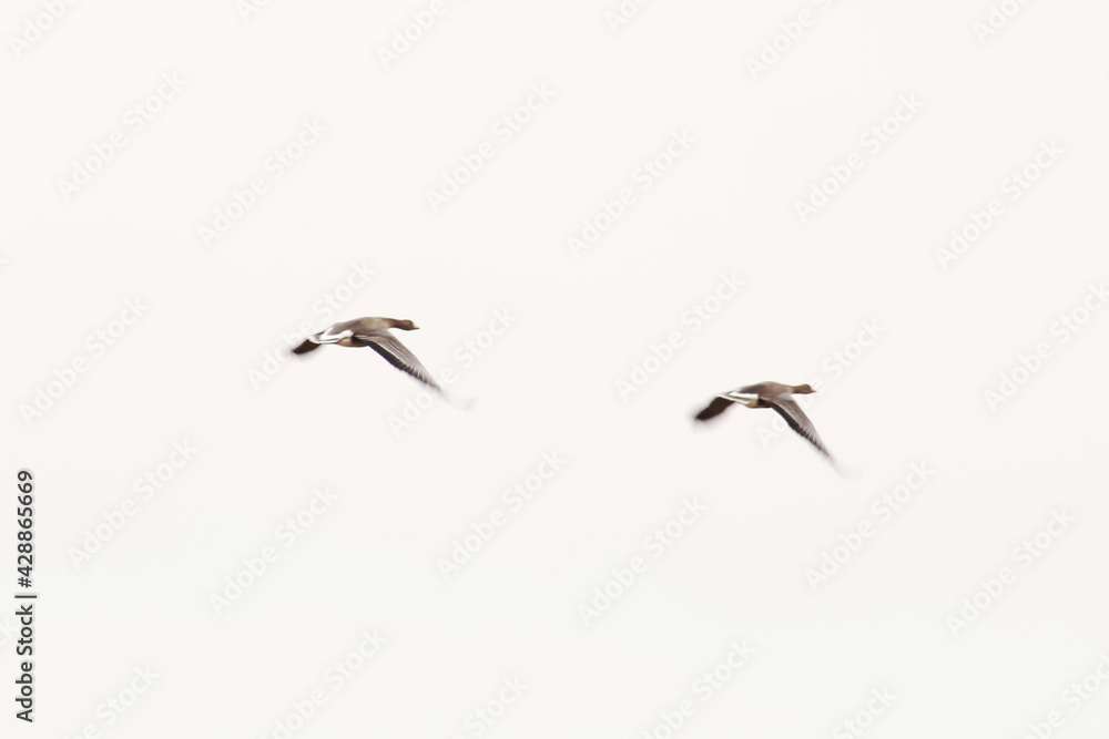 Fototapeta premium Wild geese are flying on a white background.