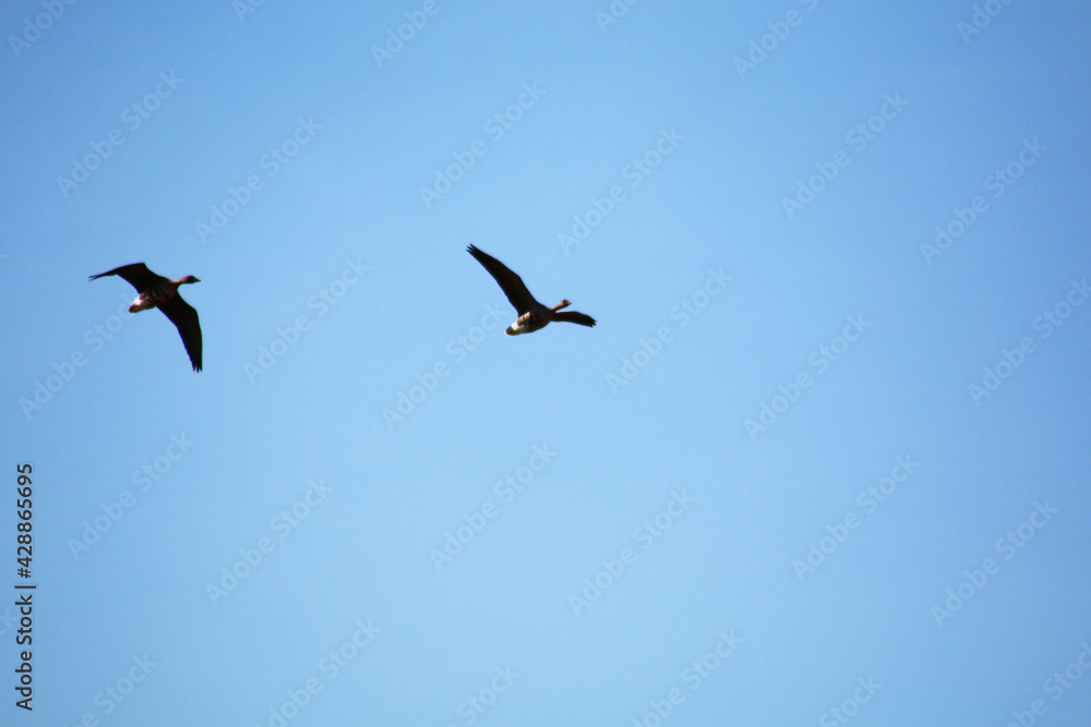 Wild geese on a background of blue sky make a spring migration.