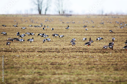 A flock of wild geese eating in a field during their spring migration. © tolberto