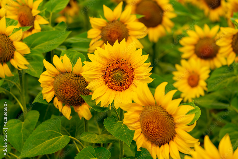 Sunflowers blooming in the field Sunflowers blooming in the field