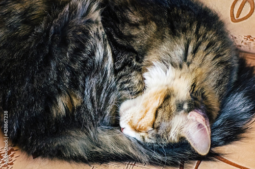 A tabby domestic cat sleeps curled up on the couch. photo