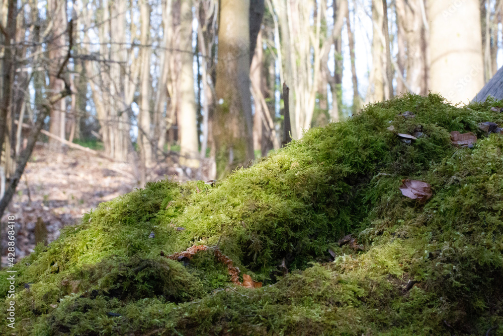 Obraz premium footpath in the woods