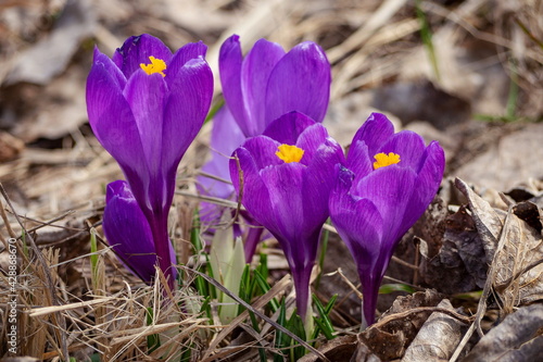 Spring flowers Purple Crocuses in bloom