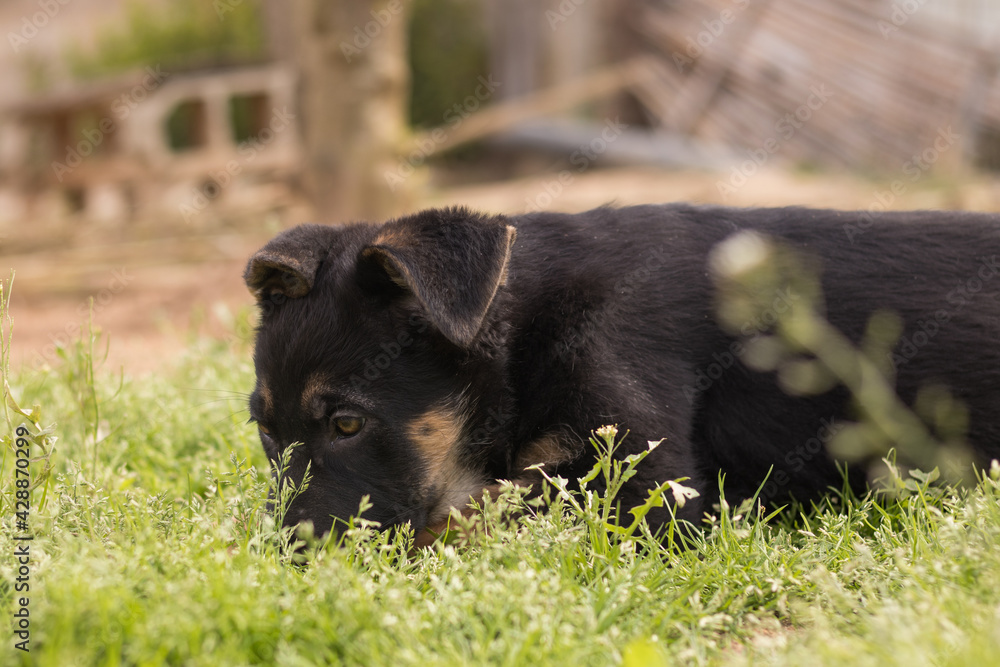 Black German Shepherd puppy playing in the grass in a country house Black German Shepherd puppy playing in the grass in a country house