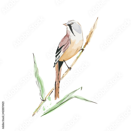 Tit bird sitting on a branch