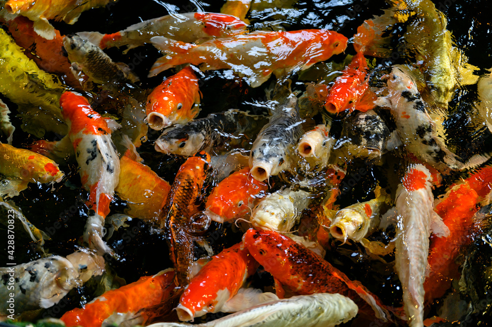 A flock of colored koi carps near the surface. A flock of colored koi carps near the surface.